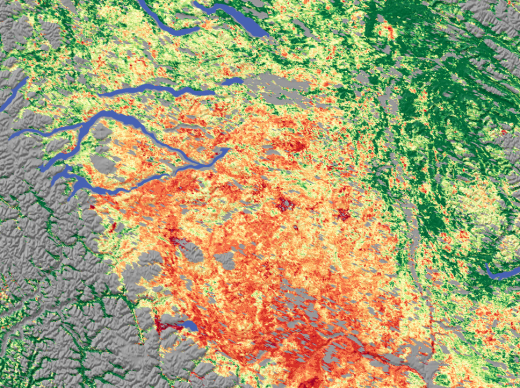 Mountain pine beetle populations have exploded across western North America, as fewer colder nights freeze the insects and keep their numbers in check. The beetles feed and lay eggs in pine trees; eventually, a large enough infestation can kill the tree. The current infestation in British Columbia's forests, which began in the 1990s, is ten times larger than any other on record. In this 2006 false-color image, trees damaged and destroyed by beetles, shown in red, yellow and brown, cover a wide swath in the Cariboo region of British Columbia. Healthy, growing forests take up carbon dioxide (a powerful greenhouse gas) and produce oxygen. Dead forests release carbon dioxide when trees decay, and could accelerate warming. The Canadian Forest Service predicts that beetle-damaged Canadian forest tracts will release 220 megatons of carbon dioxide into the atmosphere by 2020.

Image taken by the Moderate Resolution Imaging Spectroradiometer (MODIS) onboard NASA's Terra satellite in June/July 2006.