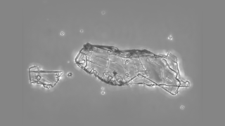 Microscope video of potassium particles.