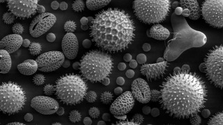 Scanning Electron Microscopic image of pollen grains from sunflower, morning glory, prairie hollyhock, oriental lily, evening primrose, and castor bean.