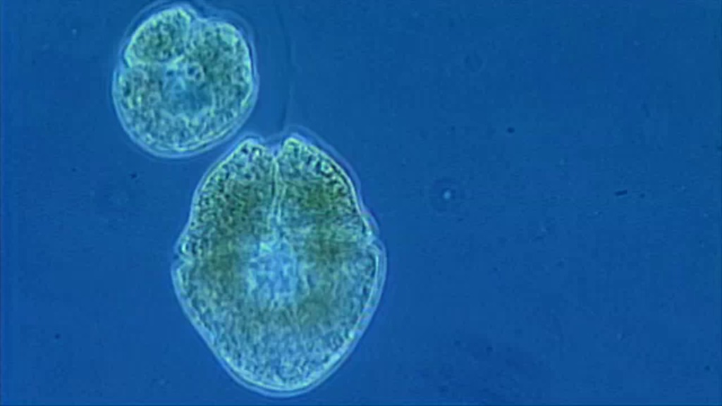 One tiny marine plant makes life on Earth possible: phytoplankton.  These microscopic photosynthetic drifters form the basis of the marine food web, they regulate carbon in the atmosphere, and are responsible for half of the photosynthesis that takes place on this planet.  Earth's climate is changing at an unprecedented rate, and as our home planet warms, so does the ocean.  Warming waters have big consequences for phytoplankton and for the planet.  For complete transcript, click here.