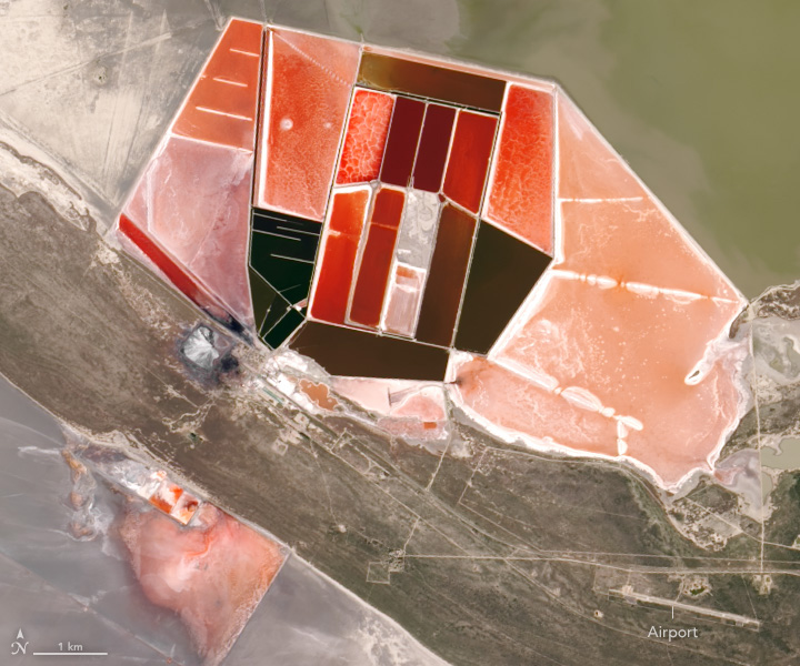 The images above show the artificial salt ponds at different times of the year, with varying colors and brightness. The images were acquired on January 9, 2018 (left) and April 15, 2018 (right), by the Operational Land Imager (OLI) on Landsat 8.

The varying colors are caused by microorganisms living in the evaporation ponds. The level of salinity determines the type of organism. Red algae indicate that the salinity of the evaporating water is medium to high. Green algae tend to grow in low salinity water. The wet season usually starts in November, and the ponds usually hold water and algae until April or May.