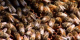 NASA's Wayne Esaias sees honeybees as important data collectors to help us understand our changing climate.    For complete transcript, click  here .