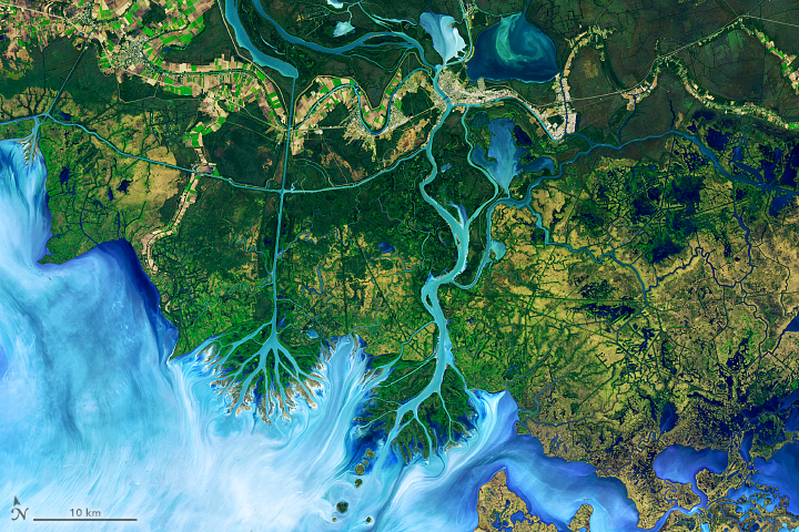 The false-color image above shows the area of study along the Atchafalaya Delta. It was captured on December 1, 2016, by the Operational Land Imager (OLI) on Landsat 8. The colors emphasize the difference between land and water while allowing viewers to observe waterborne sediment, which is typically absent from false-color imagery.