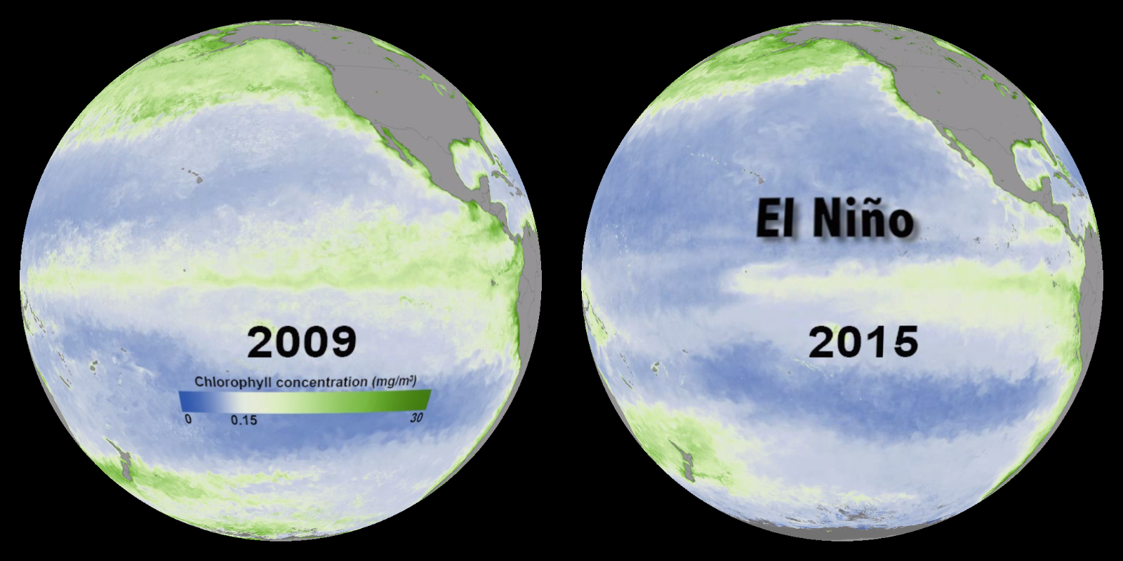 The MODIS instrument on the Aqua satellite has been monitoring the color of the ocean's reflected light since 2002 to determine where plant life is photosynthesizing. A normal year (left) is compared to the El Niño developing during September, 2015 (right). (Source: http://climatebits.org)