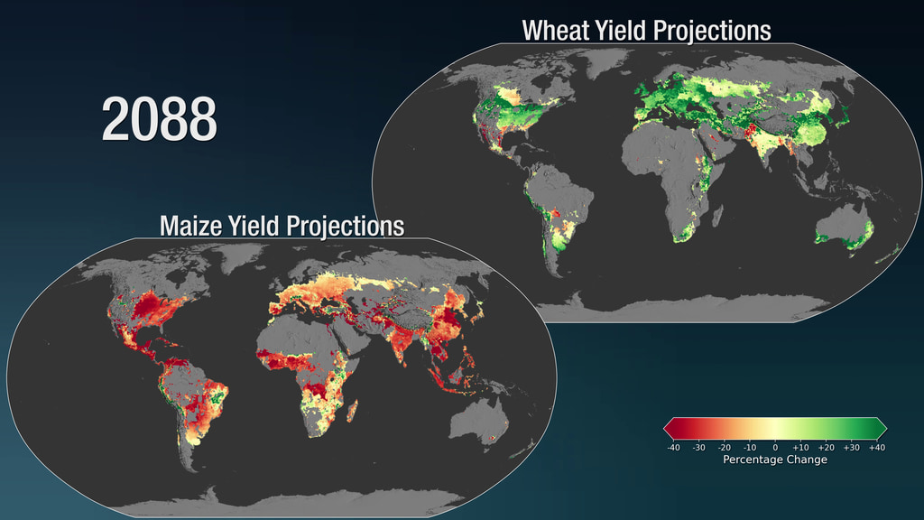 Data visualization of predicted wheat and maize yields through the end of this centaury based on an ensemble of crop and climate models.