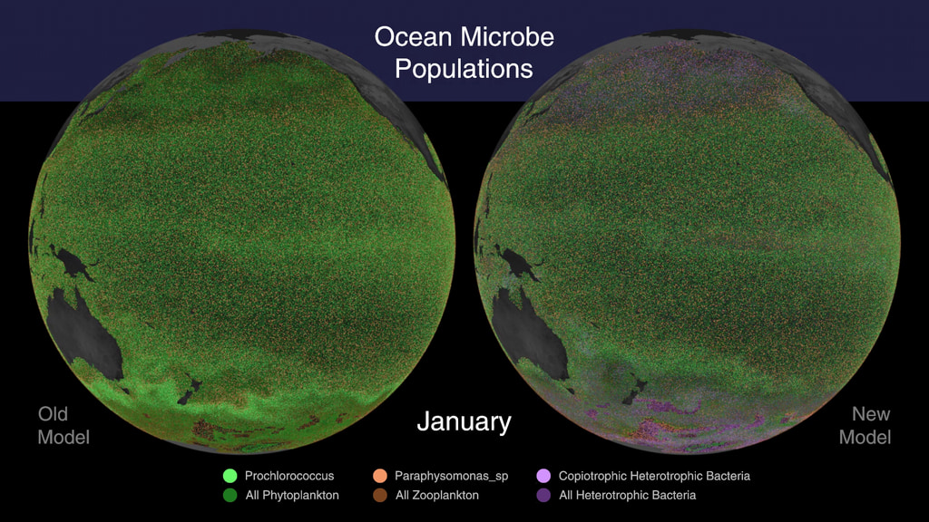Left: Older Darwin model of global ocean microbiome showing no drop-off of Prochlorococcus populations in arctic regions.Right: New Darwin model, updated to show interactions between heterotrophic bacteria and shared grazer, which prevents Prochlorococcus habitat extending poleward.