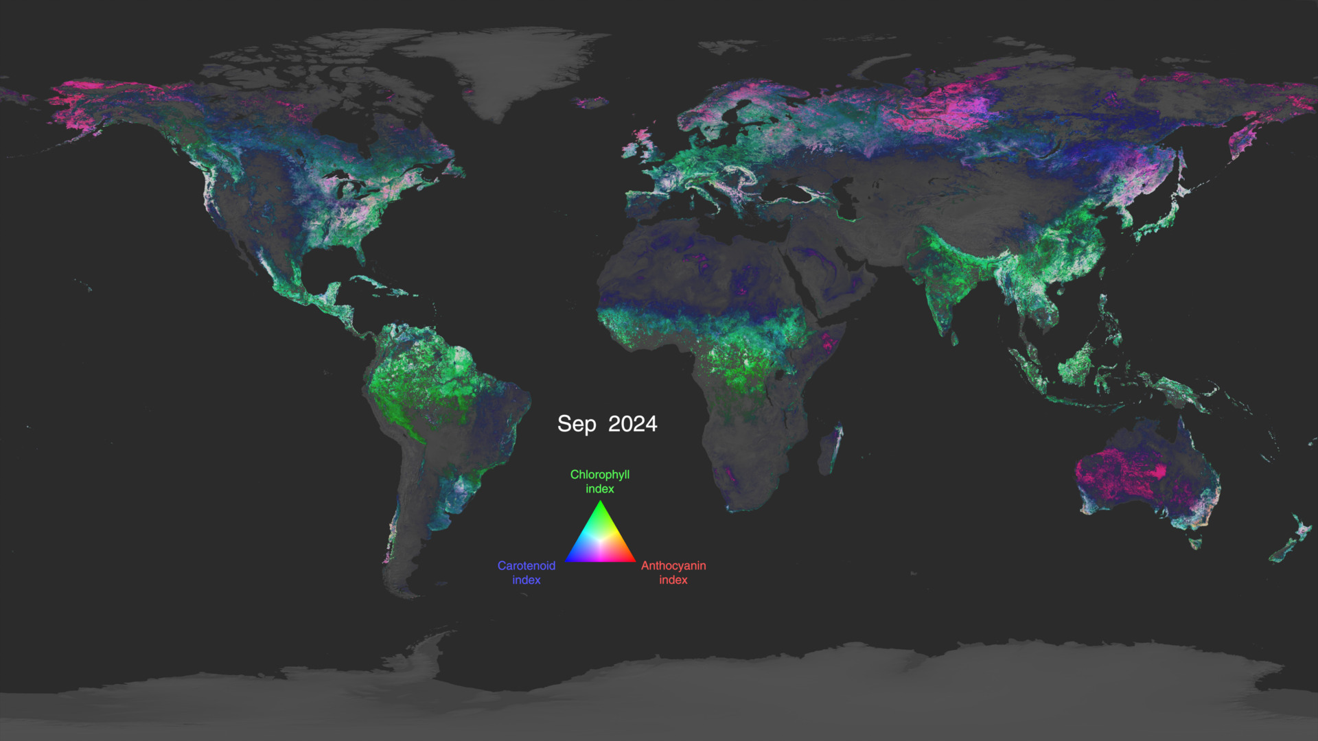 A global view of three major classes of plant pigments observed by the PACE satellite: chlorophylls (shown in green), carotenoids (shown in blue), and anthocyanins (shown in red). White represents regions where all three indices have similar values. This visualization spans March 2024 to March 2025.
