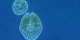 One tiny marine plant makes life on Earth possible: phytoplankton.  These microscopic photosynthetic drifters form the basis of the marine food web, they regulate carbon in the atmosphere, and are responsible for half of the photosynthesis that takes place on this planet.  Earth's climate is changing at an unprecedented rate, and as our home planet warms, so does the ocean.  Warming waters have big consequences for phytoplankton and for the planet.      For complete transcript, click  here .