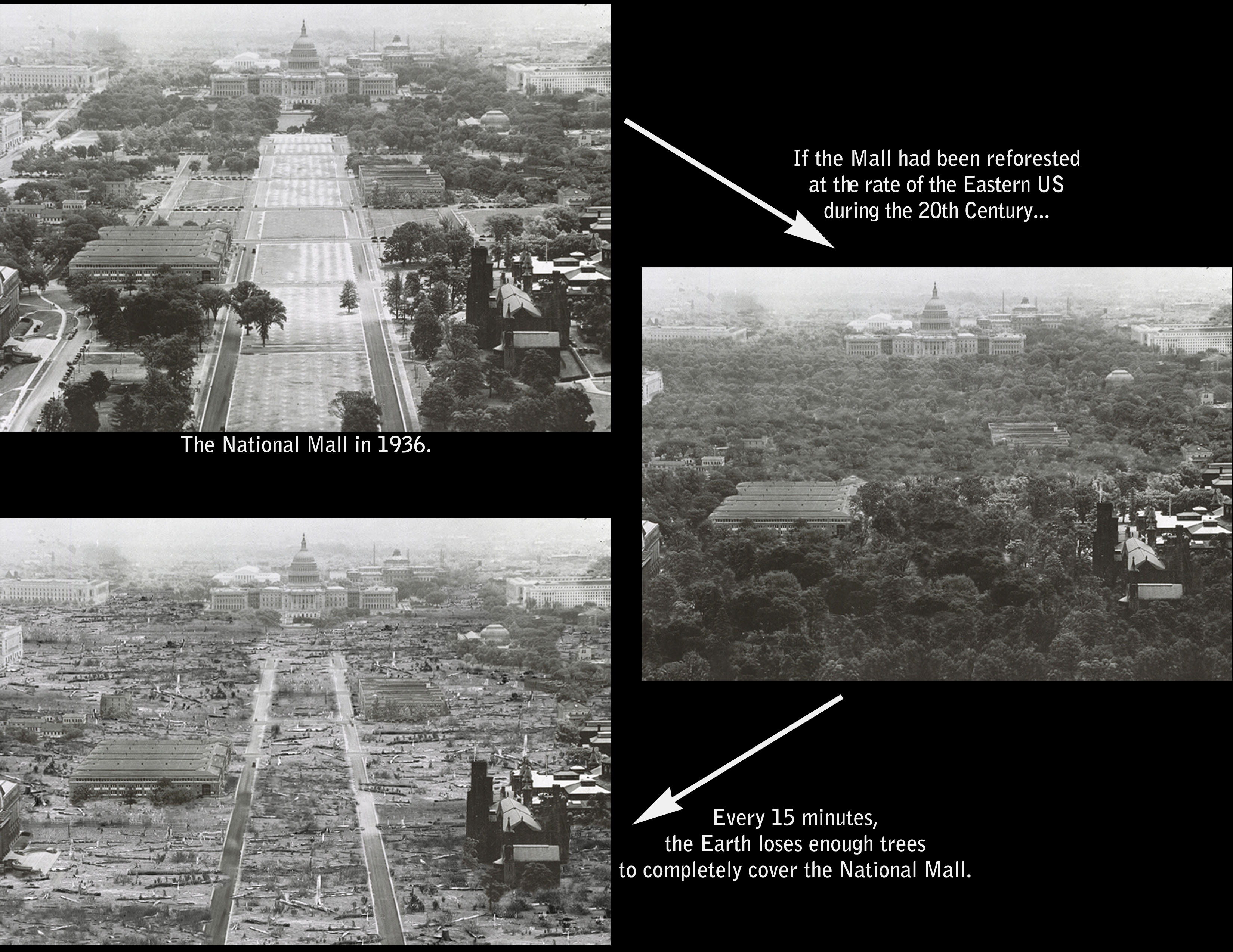 Graphic comparing three images of the U.S. National Mall:  First, as it looked in 1936.  Second, the Mall if it had been reforested at the same rate as the Eastern U.S. during the 2oth century. Third, the amount of trees lost globally around the world every 15 minutes.