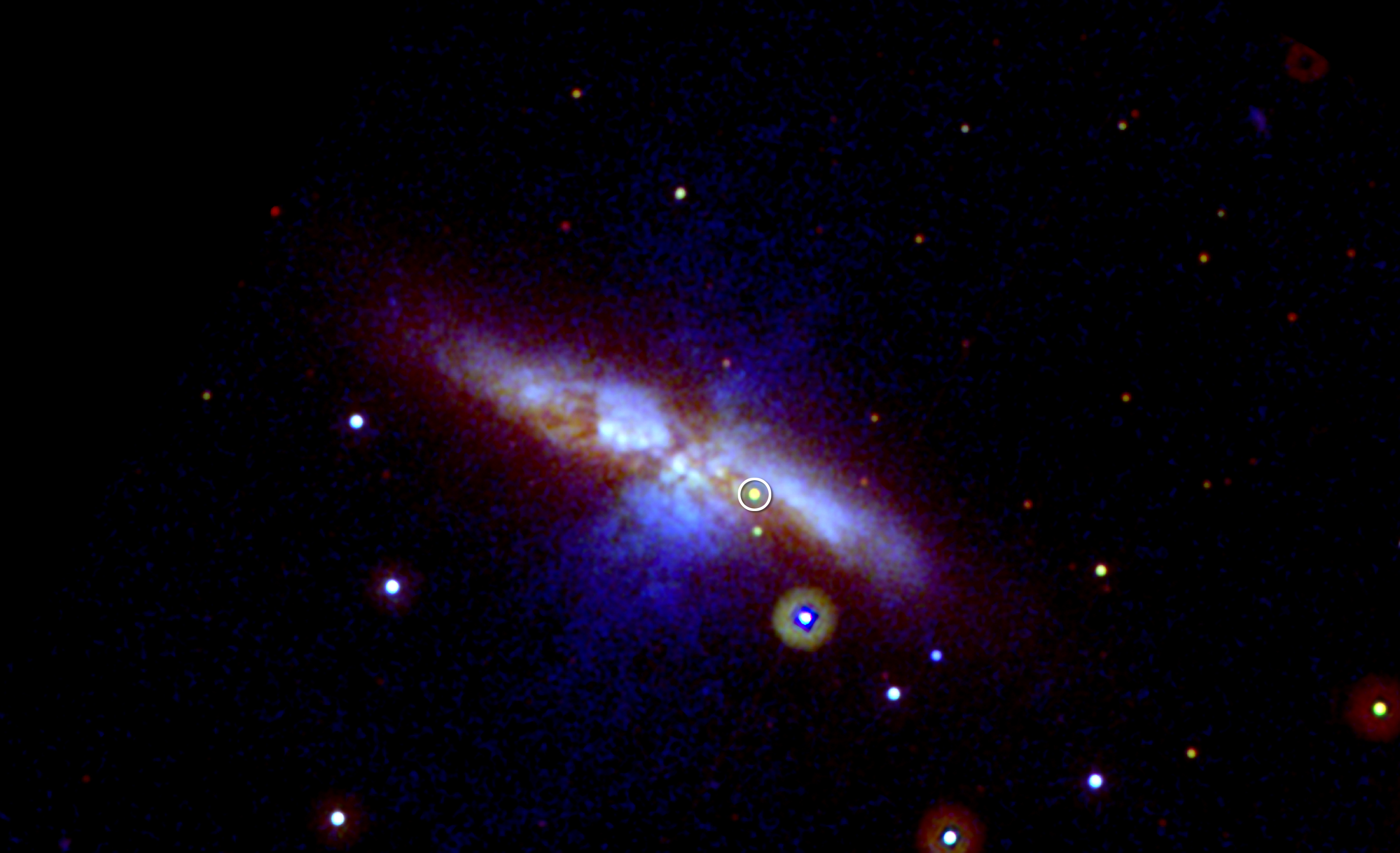 Swift's UVOT captured the new supernova (circled) in three exposures taken on Jan. 22, 2014. Mid-ultraviolet light is shown in blue, near-UV light in green, and visible light in red. Thick dust in M82 scatters much of the highest-energy light, which is why the supernova appears yellowish here. The image is 17 arcminutes across, or slightly more than half the apparent diameter of a full moon.Credit: NASA/Swift/P. Brown, TAMU