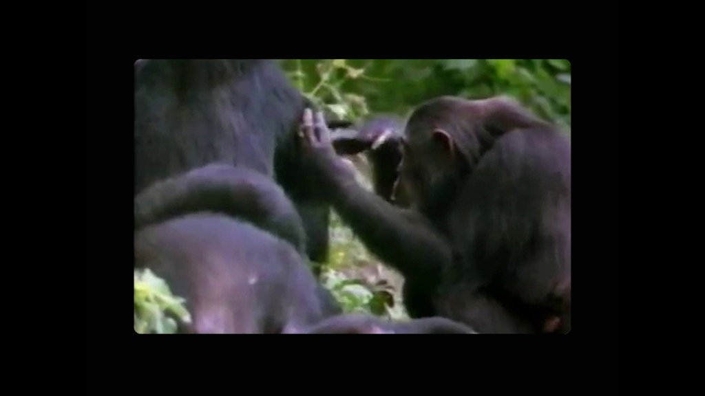 [Note: this version contains burned-in captions.] Data from Landsat satellites, a  joint mission of NASA and the U.S. Geological Survey, have been critical to helping the Jane Goodall Institute in their work to protect chimpanzees and their habitat. In this video, Goodall and JGI scientist Lilian Pintea discuss the transformational role of seeing changing habitats from above.Complete transcript available.