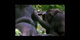 [Note: this version contains burned-in captions.] Data from Landsat satellites, a  joint mission of NASA and the U.S. Geological Survey, have been critical to helping the Jane Goodall Institute in their work to protect chimpanzees and their habitat. In this video, Goodall and JGI scientist Lilian Pintea discuss the transformational role of seeing changing habitats from above.     Complete transcript  available.