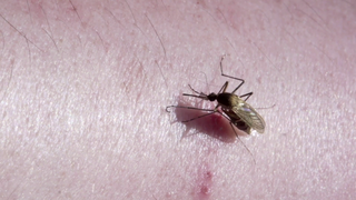 Link to Recent Story entitled: Predicting Malaria Outbreaks With NASA Satellites