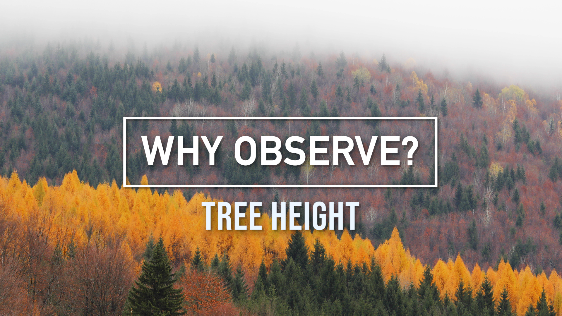 Preview Image for GLOBE Observer Why Observe?: Tree Height