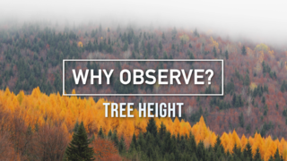 Link to Recent Story entitled: GLOBE Observer Why Observe?: Tree Height