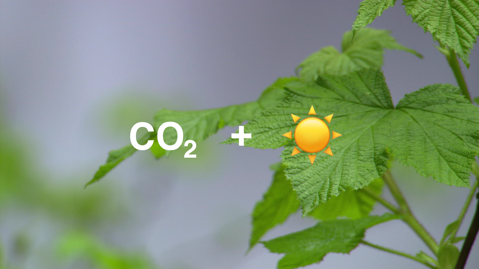 Preview Image for Plants Are Struggling to Keep Up with Rising Carbon Dioxide Concentrations