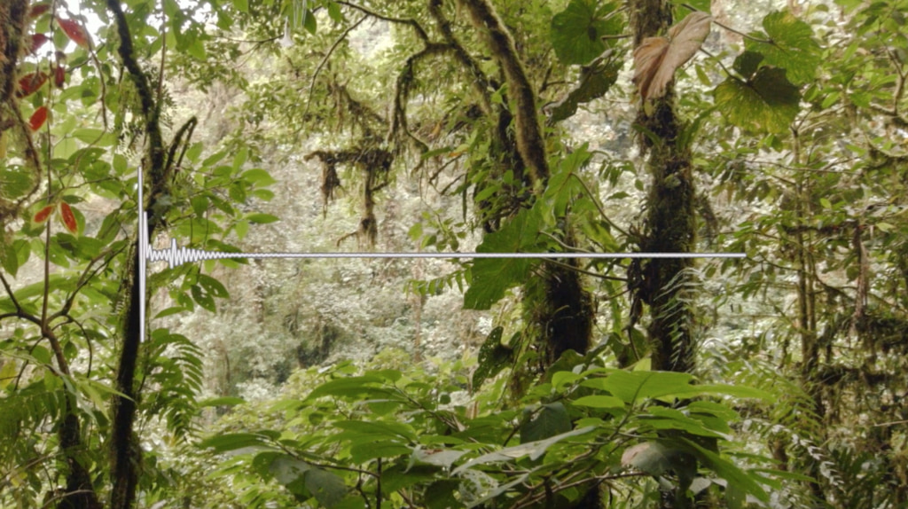 Preview Image for Listening to the Amazon: Tracking Deforestation Through Sound