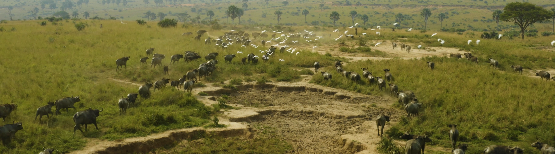 Complete transcript available.Full 8K resolution. Optimized for Earth Information Center display.Music Credit: “Lion Track,” “Atmospheres Instrumental,” and “Fast Progress Instrumental” from Universal Production Music.This video can be freely shared and downloaded. While the video in its entirety can be shared without permission, some individual imagery provided by Sahara Conservation and Pond5 is obtained through permission and may not be excised or remixed in other products. For more information on NASA’s media guidelines, visit https://www.nasa.gov/multimedia/guidelines/index.html
