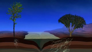 This animation illustrates the root system of the invasive Tamarisk verses that of a native tree.