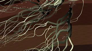 This animation illustrates how salt is collected through the Tamarisk's root system and then falls back to the surface of the soil.