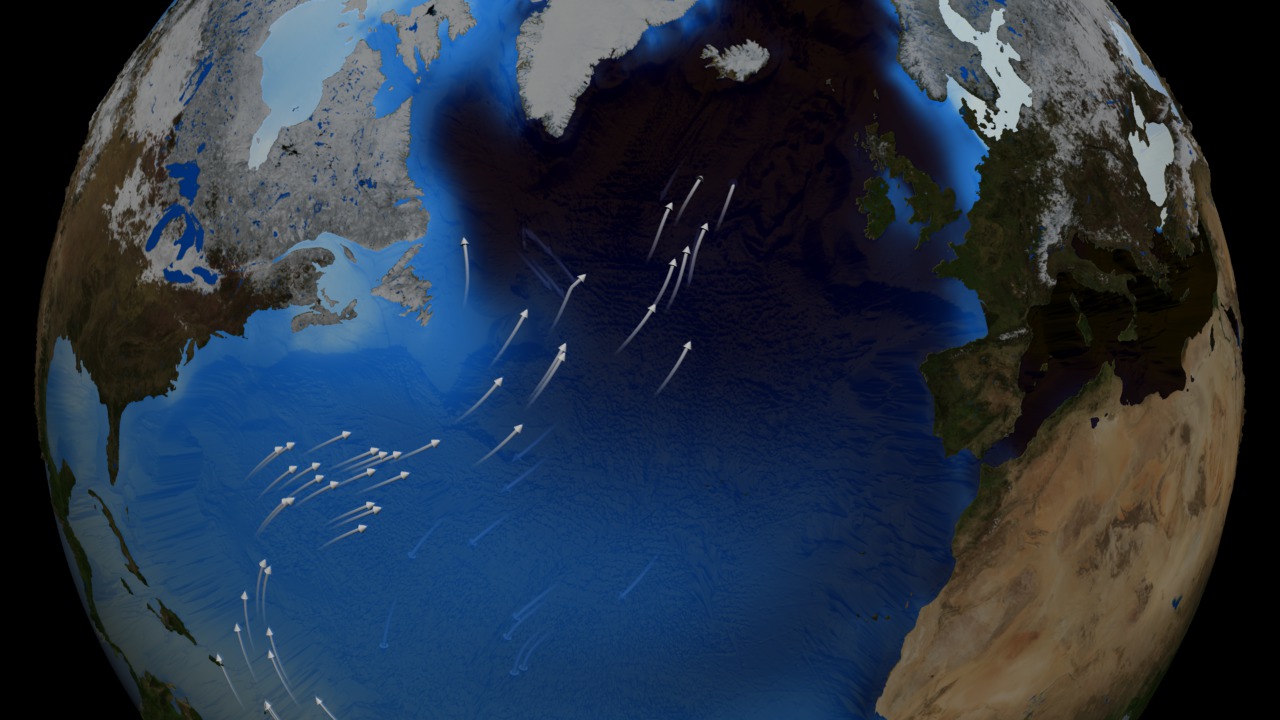 This animation first depicts thermohaline surface flows over surface density, and illustrates the sinking of water in the dense ocean near Iceland and Greenland. The surface of the ocean then fades away and the animation pulls back to show the global thermohaline circulation.